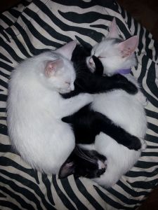 3 sleeping kitties