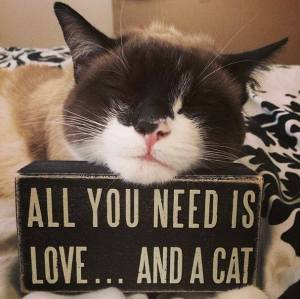 all u need is love kitty