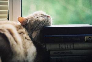 cat sleeping on books